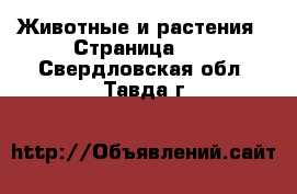  Животные и растения - Страница 11 . Свердловская обл.,Тавда г.